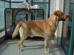 拉布拉多犬毛发打结怎么办