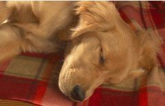 如何给拉布拉多犬梳理被毛