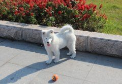 哪里比较适合带萨摩耶去散步