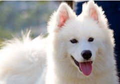 如何照顾怀孕期间的萨摩耶