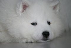 萨摩耶经常犯错误怎么办