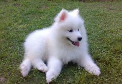 萨摩耶受伤了要如何检查伤情