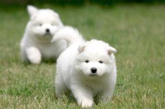 自家的萨摩耶没有自信怎么办