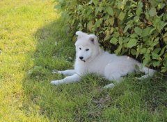 如何亲自给萨摩耶做美食