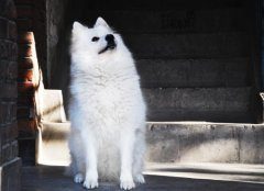 萨摩耶能吃海藻粉吗