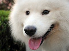 萨摩耶适合吃维生素片吗