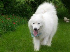 萨摩耶每天大概需要多少能量