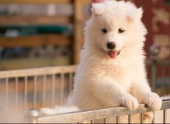 如何给萨摩耶做简单省时的美食