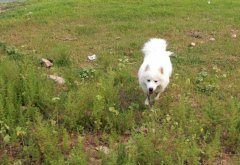 怎样判断萨摩耶身体是否健康