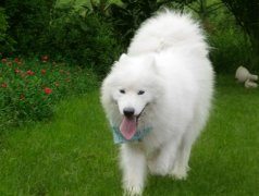 如何照顾年老体衰的萨摩耶