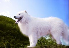 萨摩耶毛发不漂亮该怎么调理