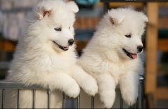 为什么萨摩耶外出时喜欢挖洞