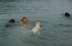 拉布拉多犬会游泳吗