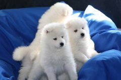 如何给萨摩耶滴眼药水