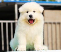 如何训练萨摩耶跨越障碍