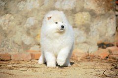 萨摩耶不想回家要怎么办