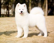 萨摩耶总是怕光怕火怎么办