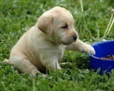 训练拉布拉多犬容易犯哪些错误