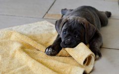 拉布拉多犬喜欢咬东西怎么办