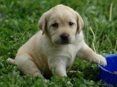 拉布拉多犬的饭量如何
