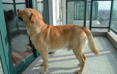 拉布拉多尾巴翘起来是怎么回事