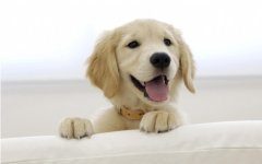 拉布拉多犬平时会笑吗