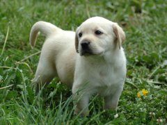 拉布拉多尾巴卷是怎么回事