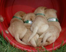 小拉布拉多总是喜欢睡觉怎么办