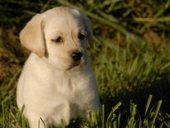 拉布拉多走路后腿无力是啥问题