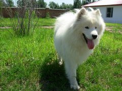 萨摩耶指甲断了该怎么办