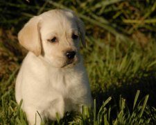 给拉布拉多犬带铃铛好吗