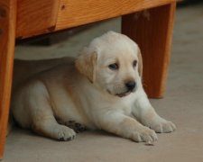 拉布拉多为什么喜欢靠着主人睡觉