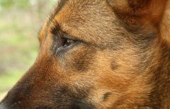 马里努阿犬的详细资料介绍