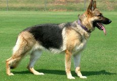 黑色德国牧羊犬是纯种的吗