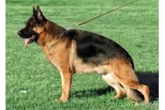 德牧大家谈提供饲养德牧信息交流