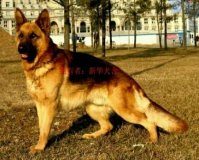 德国牧羊犬阿托斯