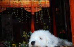 纯种古牧犬图片