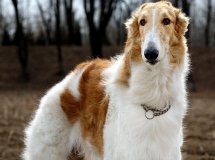 苏俄猎狼犬价格