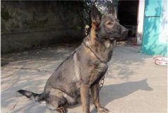 东德牧羊犬训练