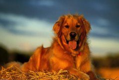 金毛犬是大型犬还是中型犬