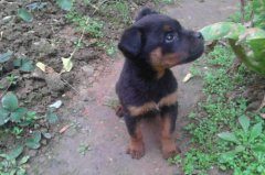 罗威纳犬和金毛犬一样粘人吗