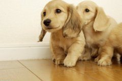 纯种金毛犬多少钱一只