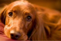 金毛犬掉毛该如何处理