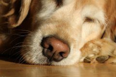 金毛犬流鼻涕怎么回事