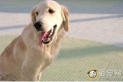 金毛犬多大能外出散步