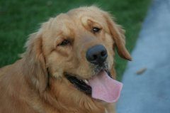 金毛犬不吃饭该怎么办