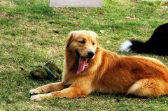 金毛犬会打架吗