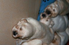 金毛犬几个月开始长高