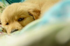 金毛犬没精神怎么办