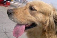 如何训练金毛握手